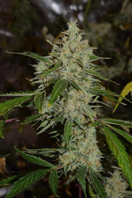 Sour crinkle + 3 bears OG Autoflower. Week 12 - Sour crinkle 2 day 79