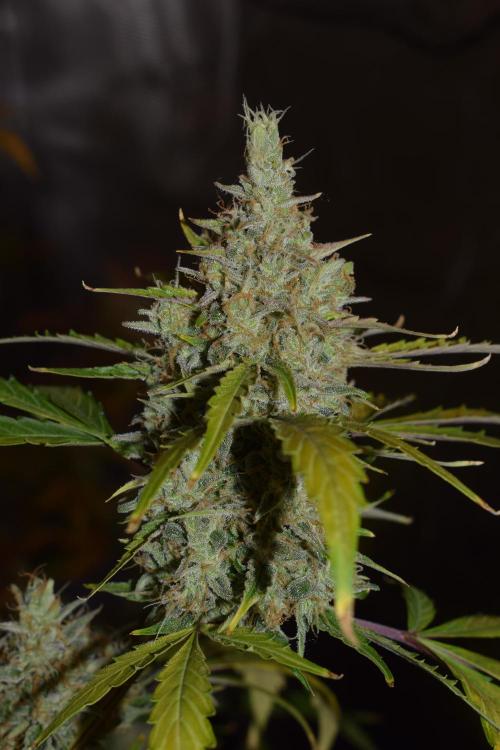 Sour crinkle + 3 bears OG Autoflower. Week 12 - Sour crinkle 2 day 81