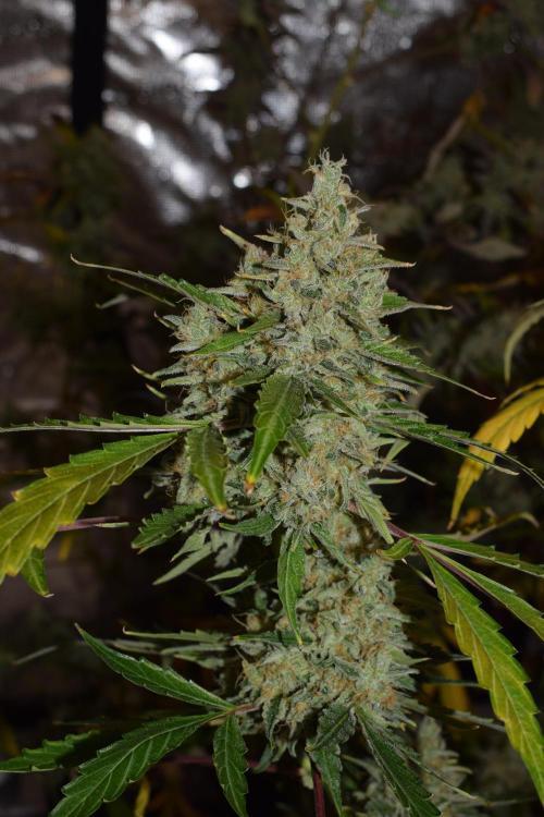 Sour crinkle + 3 bears OG Autoflower. Week 12 - Sour crinkle 2 day 81