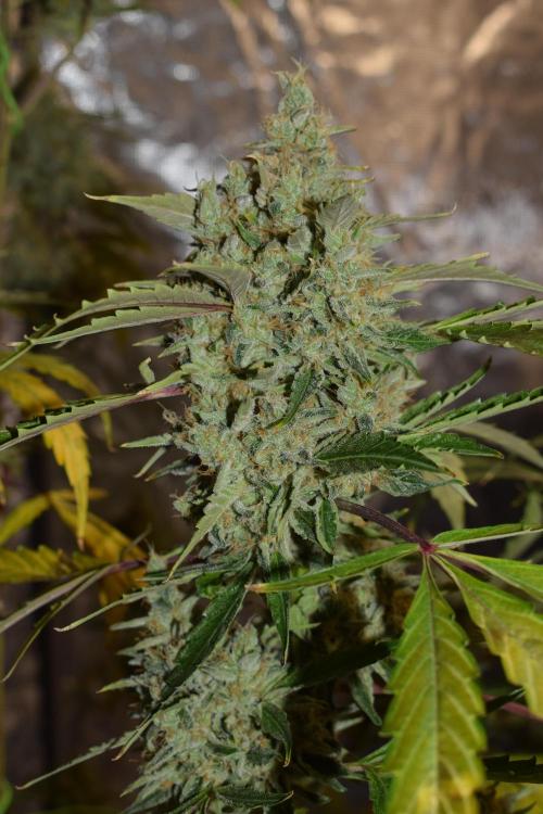 Sour crinkle + 3 bears OG Autoflower. Week 12 - Sour crinkle 2 day 81