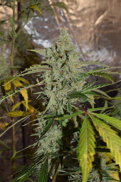 Sour crinkle + 3 bears OG Autoflower. Week 12 - Sour crinkle 2 day 81