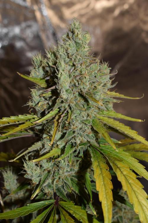 Sour crinkle + 3 bears OG Autoflower. Week 12 - Sour crinkle 2 day 81