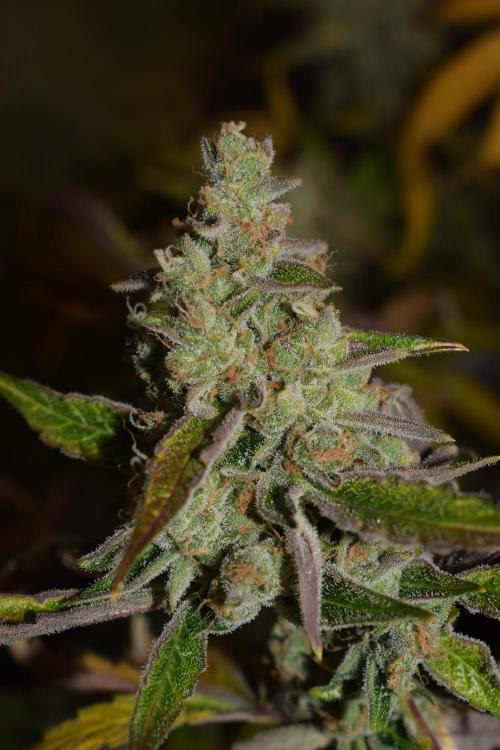 Sour crinkle + 3 bears OG Autoflower. Week 12 - 3 bears OG day 81