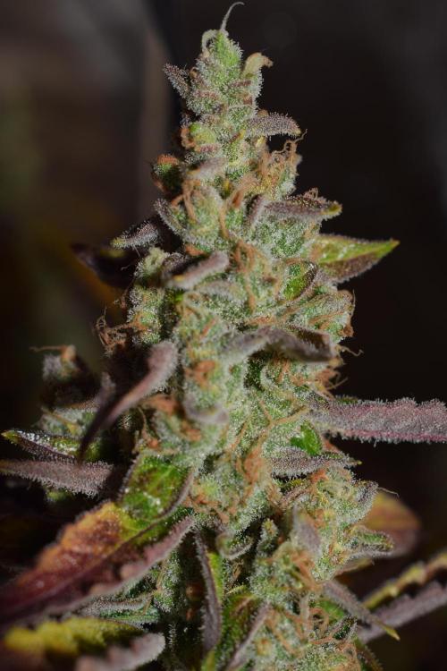 Sour crinkle + 3 bears OG Autoflower. Week 12 - 3 bears OG day 81