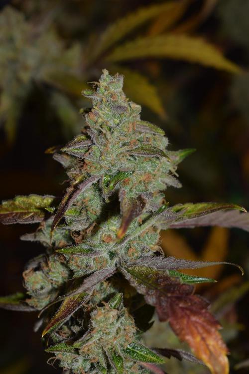 Sour crinkle + 3 bears OG Autoflower. Week 12 - 3 bears OG day 81
