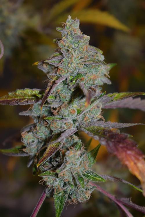 Sour crinkle + 3 bears OG Autoflower. Week 12 - 3 bears OG day 81
