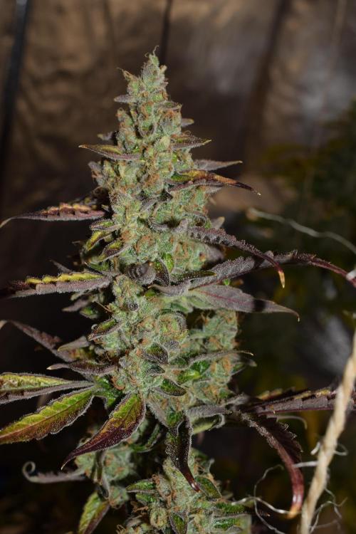 Sour crinkle + 3 bears OG Autoflower. Week 12 - 3 bears OG day 81