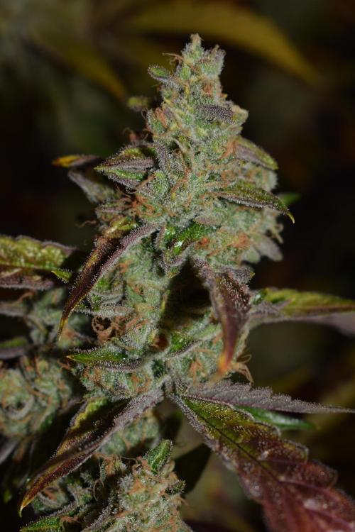 Sour crinkle + 3 bears OG Autoflower. Week 12 - 3 bears OG day 81