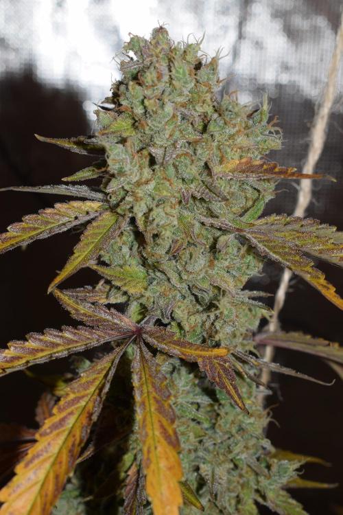 Sour crinkle + 3 bears OG Autoflower. Week 12 - Sour crinkle 1 day 81