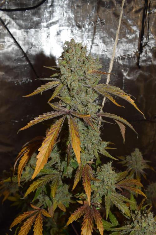 Sour crinkle + 3 bears OG Autoflower. Week 12 - Sour crinkle 1 day 81