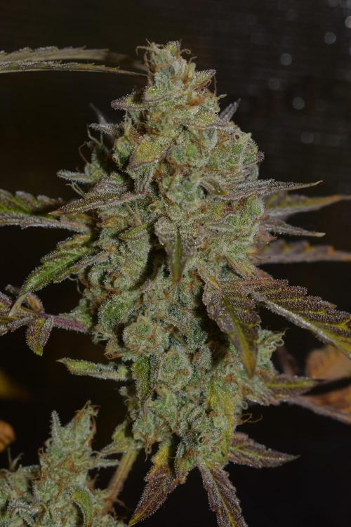Sour crinkle + 3 bears OG Autoflower. Week 12 - Sour crinkle 1 day 81