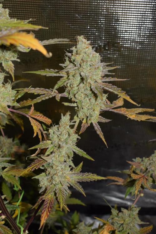 Sour crinkle + 3 bears OG Autoflower. Week 12 - Sour crinkle 1 day 81