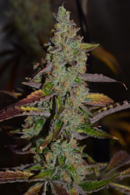 Sour crinkle + 3 bears OG Autoflower. Week 12 - 3 bears OG day 81