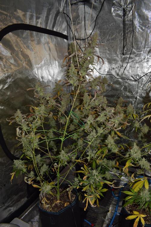 Sour crinkle + 3 bears OG Autoflower. Week 13 - 3 bears OG day 85. Ready for harvest