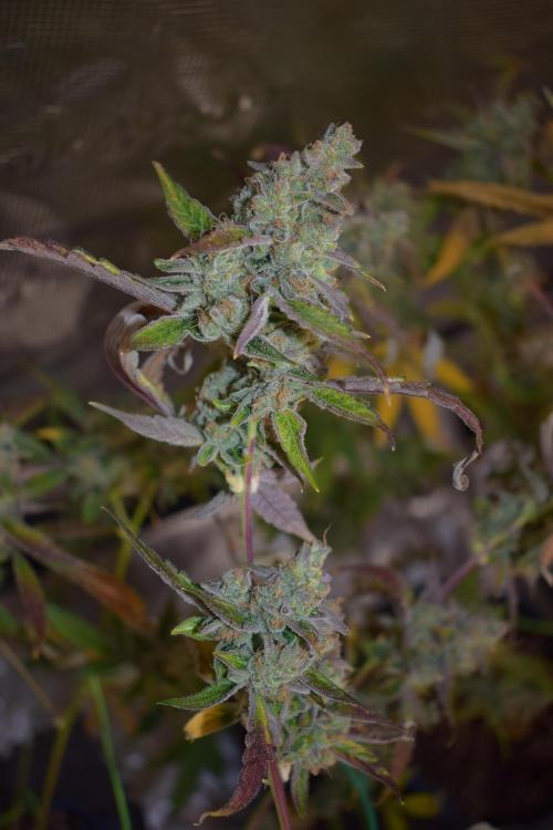 Sour crinkle + 3 bears OG Autoflower. Week 13 - 3 bears OG day 85. Ready for harvest