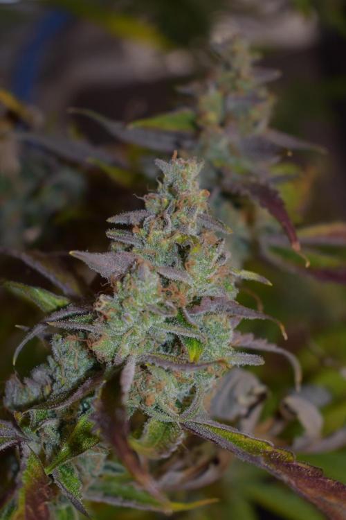 Sour crinkle + 3 bears OG Autoflower. Week 13 - 3 bears OG day 85. Ready for harvest