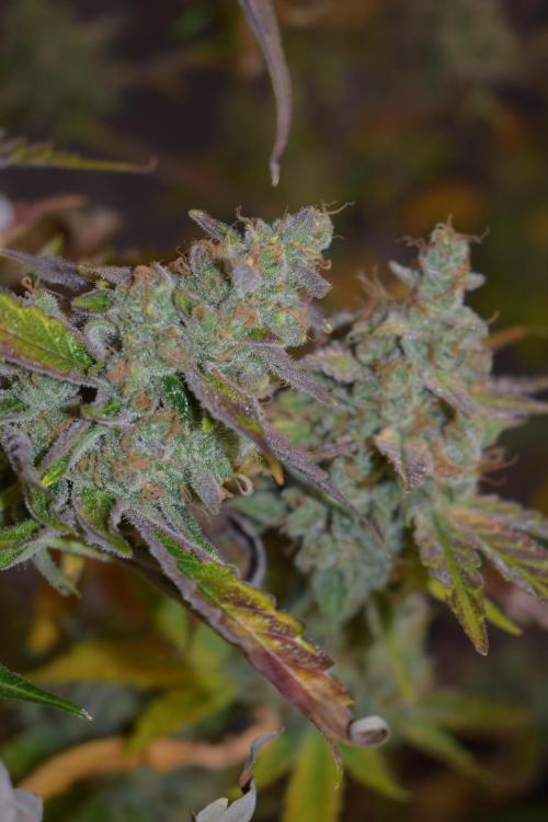 Sour crinkle + 3 bears OG Autoflower. Week 13 - 3 bears OG day 85. Ready for harvest