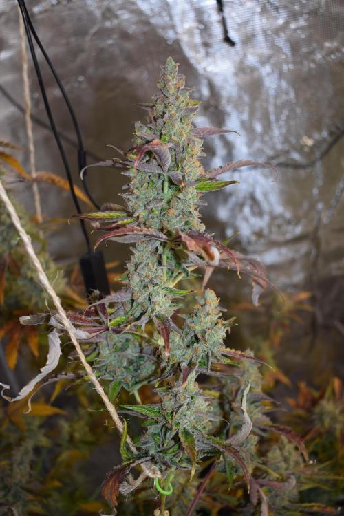 Sour crinkle + 3 bears OG Autoflower. Week 13 - 3 bears OG day 85. Ready for harvest