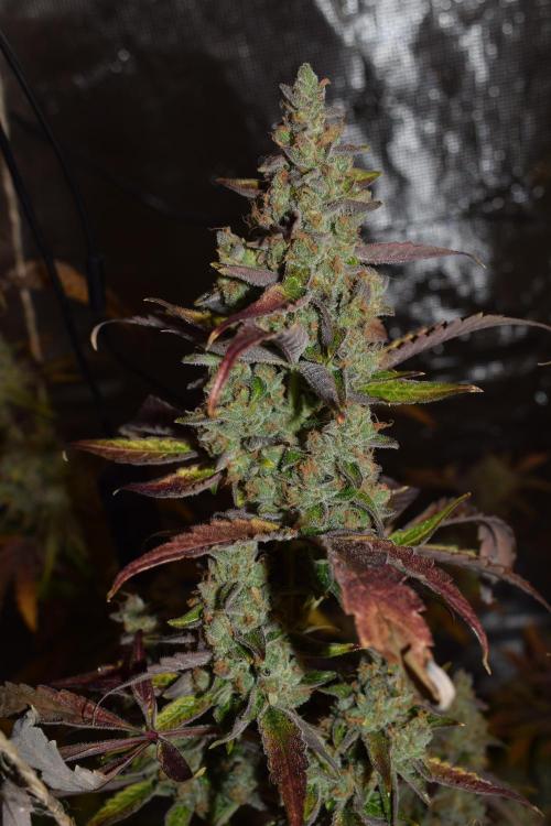 Sour crinkle + 3 bears OG Autoflower. Week 13 - 3 bears OG day 85. Ready for harvest