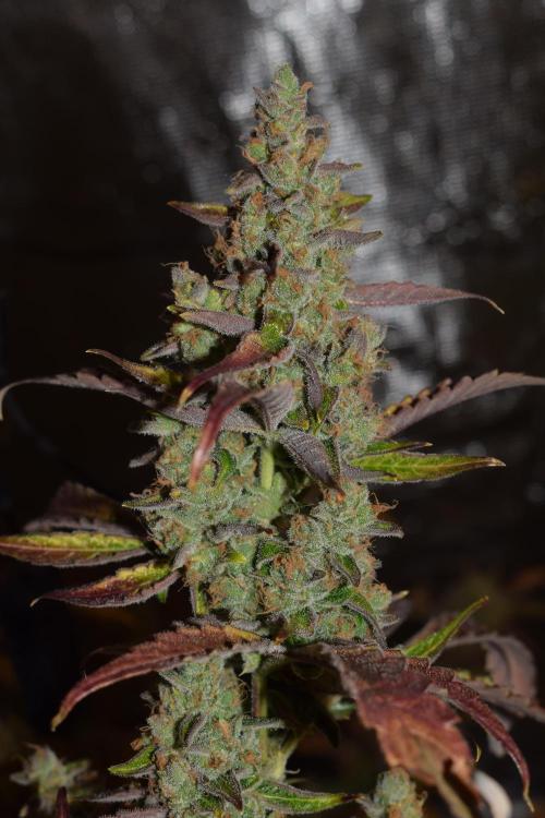 Sour crinkle + 3 bears OG Autoflower. Week 13 - 3 bears OG day 85. Ready for harvest