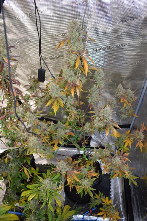 Sour crinkle + 3 bears OG Autoflower. Week 13 - Sour crinkle 1 day 85. Ready or not?