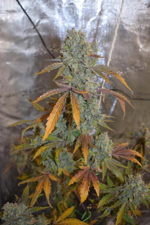 Sour crinkle + 3 bears OG Autoflower. Week 13 - Sour crinkle 1 day 85. Ready or not?