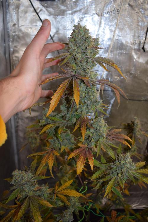 Sour crinkle + 3 bears OG Autoflower. Week 13 - Sour crinkle 1 day 85. Can biotabs grow big buds?
