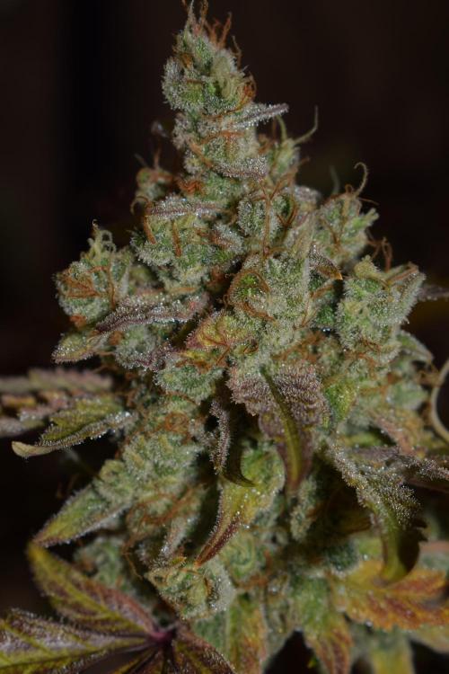 Sour crinkle + 3 bears OG Autoflower. Week 13 - Sour crinkle 1 day 85. Ready or not