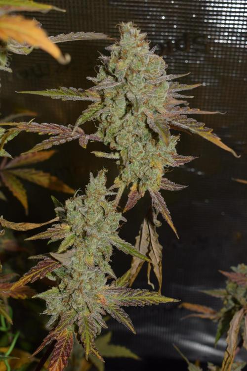 Sour crinkle + 3 bears OG Autoflower. Week 13 - Sour crinkle 1 day 85. Ready or not?