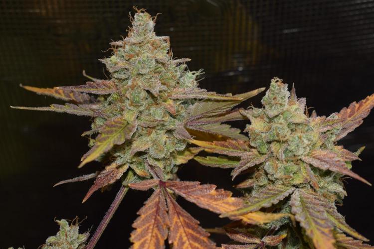 Sour crinkle + 3 bears OG Autoflower. Week 13 - Sour crinkle 1 day 85. Ready or not?