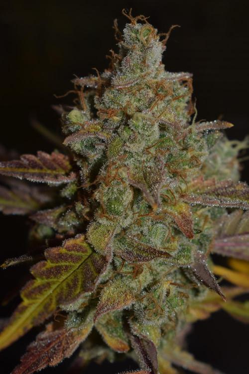 Sour crinkle + 3 bears OG Autoflower. Week 13 - Sour crinkle 1 day 85. Ready or not?