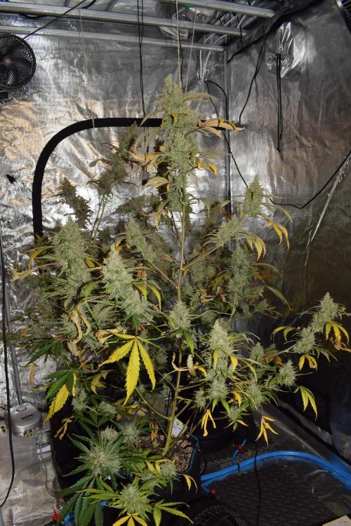 Sour crinkle + 3 bears OG Autoflower. Week 13 - Sour crinkle 2 day 85
