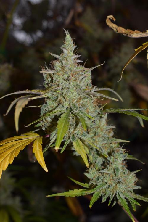 Sour crinkle + 3 bears OG Autoflower. Week 13 - Sour crinkle 2 dday 85