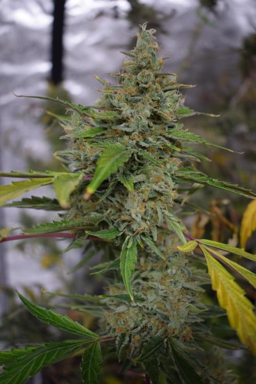 Sour crinkle + 3 bears OG Autoflower. Week 13 - Sour crinkle 2 day 85