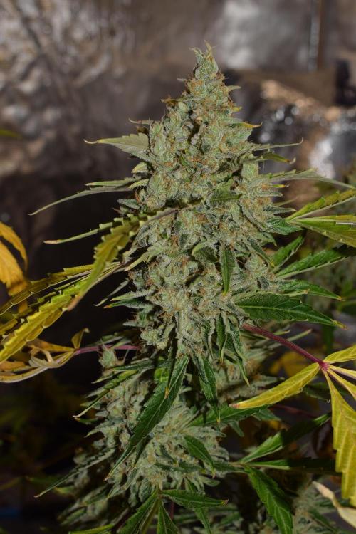 Sour crinkle + 3 bears OG Autoflower. Week 13 - Sour crinkle 2 day 85