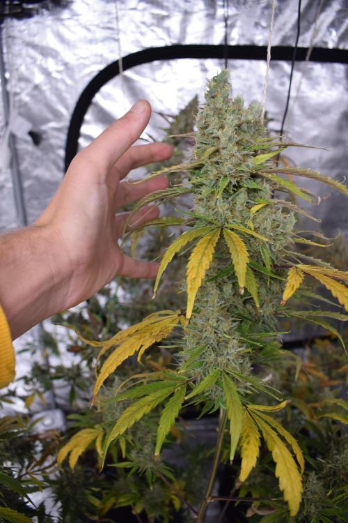 Sour crinkle + 3 bears OG Autoflower. Week 13 - Sour crinkle 2 day 85. Can biotabs grow big buds?