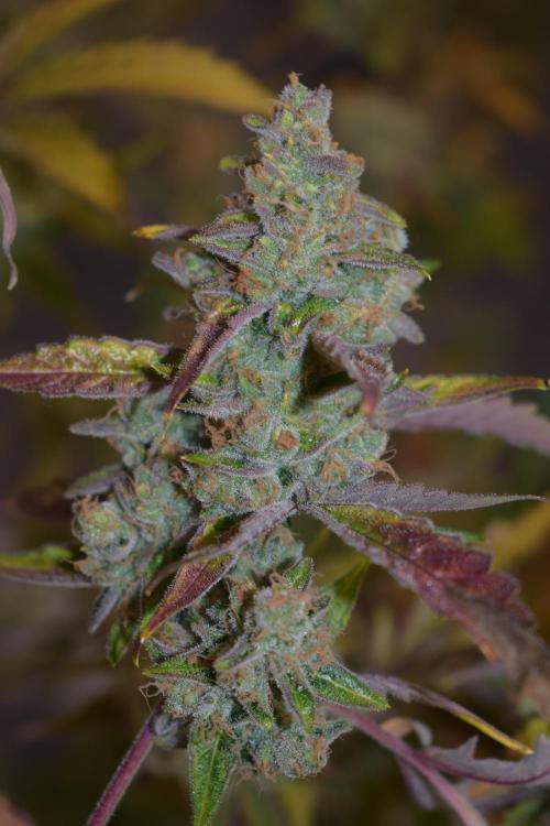 Sour crinkle + 3 bears OG Autoflower. Week 13 - 3 bears OG day 87