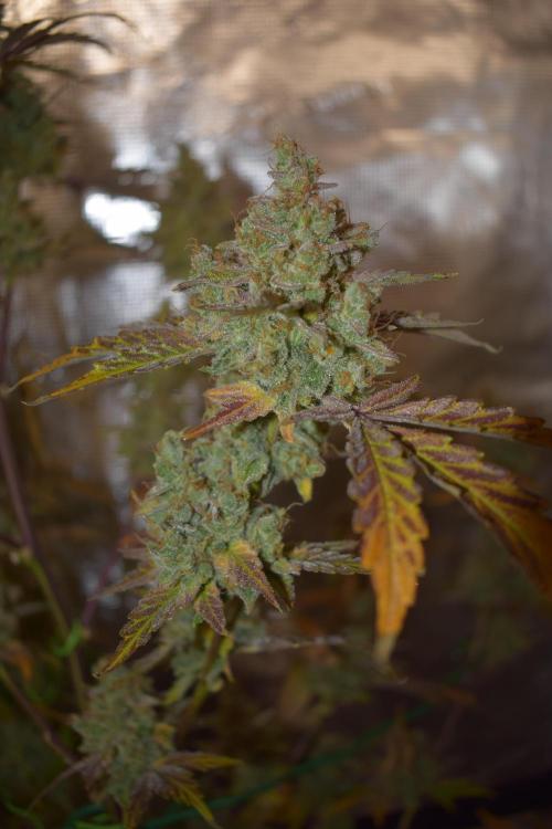 Sour crinkle + 3 bears OG Autoflower. Week 13 - Sour crinkle 1 day 87