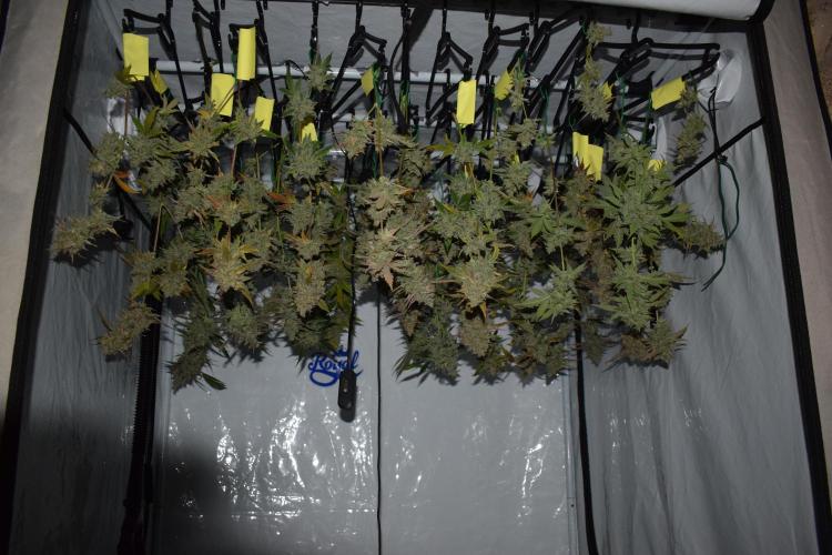 Sour crinkle + 3 bears OG Autoflower. Week 13 - Harvest day 86. 60/60 method