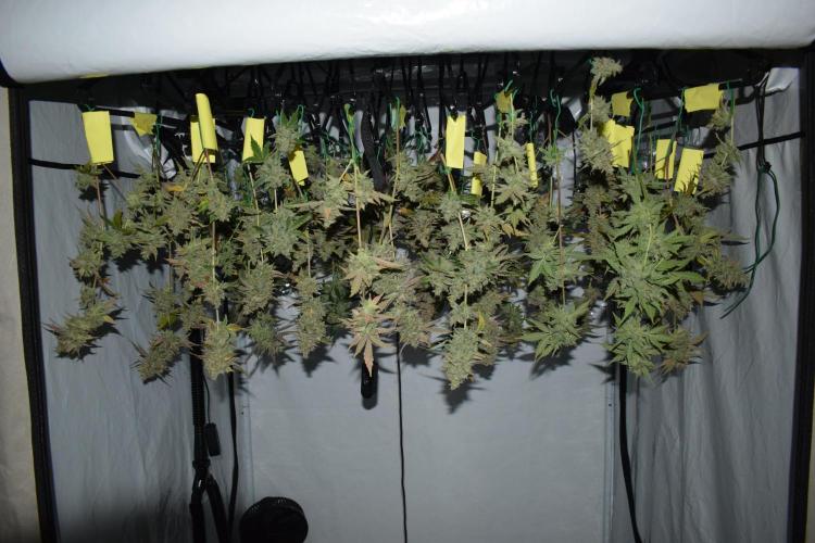 Sour crinkle + 3 bears OG Autoflower. Week 13 - Harvest day 86. 60/60 method