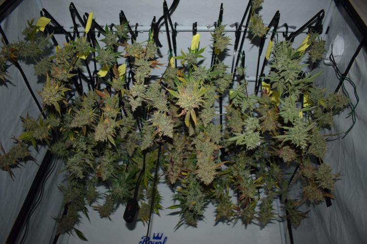 Sour crinkle + 3 bears OG Autoflower. Week 13 - Harvest day 86. 60/60 method
