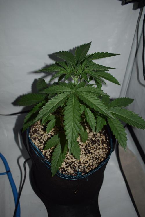 Bear Force One + Biotabs. Week 3 - Bear force one #1. Day 19, no led