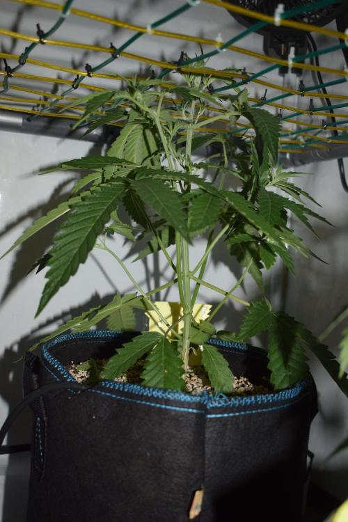 Bear Force One + Biotabs. Week 3 - Bear force one #1. Day 21, no led