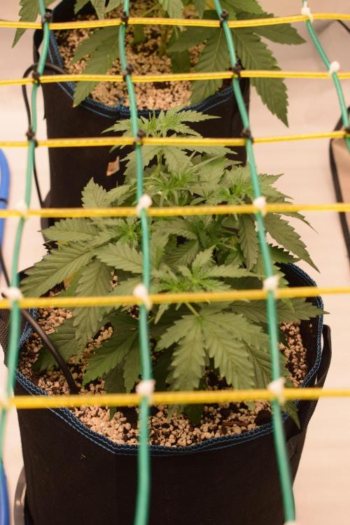 Bear Force One + Biotabs. Week 3 - Bear force one #2. Day 21, DIY trellis