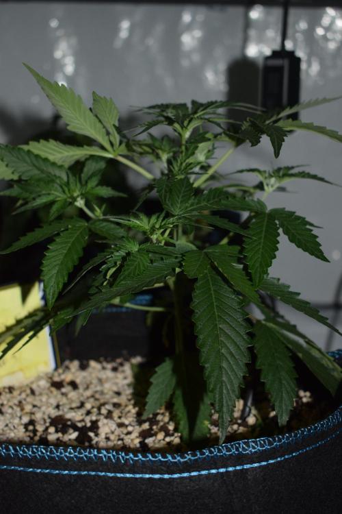 Bear Force One + Biotabs. Week 3 - Bear force one #3. Day 21, no led
