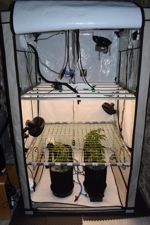 Bear Force One + Biotabs. Week 3 - Tent environment full view