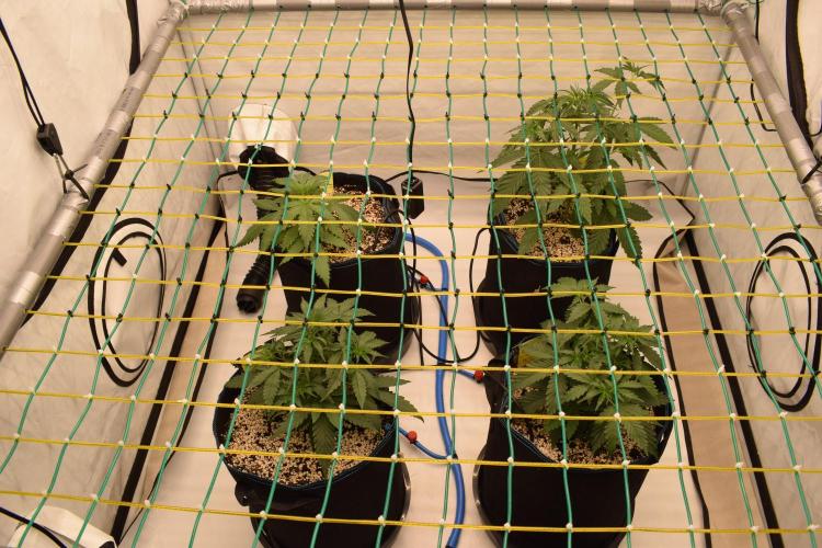 Bear Force One + Biotabs. Week 3 - DIY trellis full view