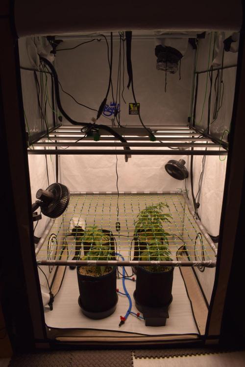 Bear Force One. Week 3
