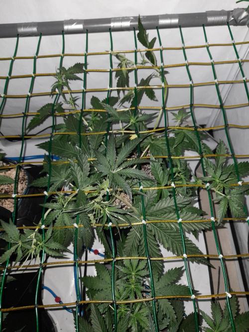 Bear Force One + Biotabs. Week 4 - Bear force one #1. day 25 no led