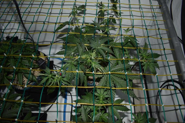 Bear Force One + Biotabs. Week 4 - Bear force one #1. day 25 no led